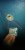 IMG_20200615_095156[1].jpg