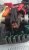 balais 1_20170226_120825.jpg