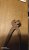 IMG_20200412_203226_1faible.jpg