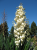 Yucca en fleurs.png