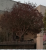 arbre.PNG