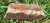 Selection_059.png