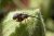 Rhopalapion_longirostre.jpg