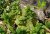 Menthe.jpg