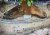 IMG_3762.jpeg