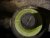Réd Press 2 - zoom.JPG