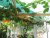 Veranda 25-6-2012 bis.jpg