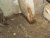 DSCN3973bis.jpg