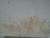 mur 2.png