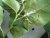 cochenille_plante-350x264.jpg