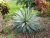 yucca-gloriosa-variegata.jpg