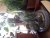 Cloche en verre2.jpg