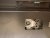 IMG_1827.jpeg