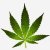 cannabis-300x300.jpg