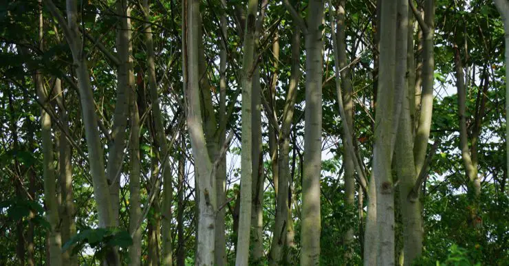 Connu sous le nom de mapou, bwa flo, bois madame ou encore patte de lièvre, le balsa s'épanouit dans les forêts tropicales d'Amérique du Sud