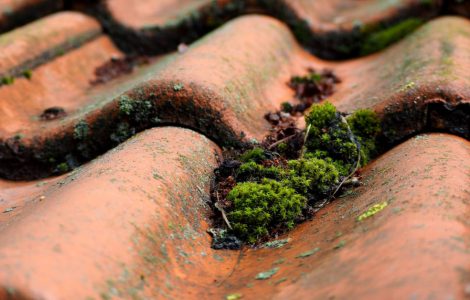 Focus sur un toit en tuiles avec des mousses