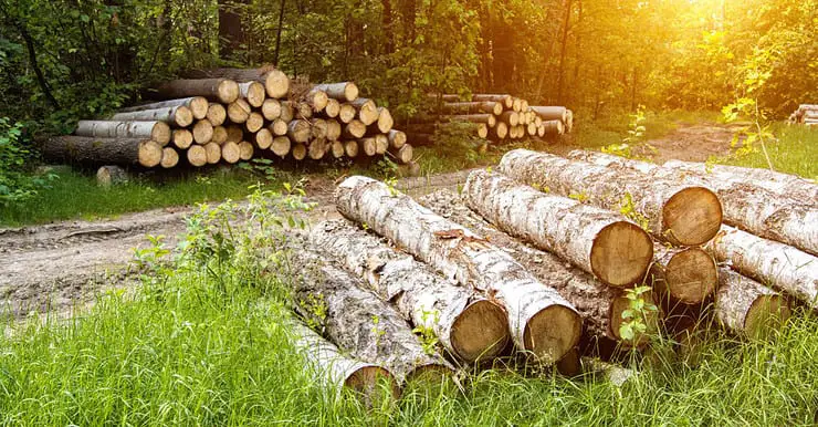 Des tas de bouleaux déposés sur un site forestier