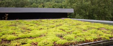 Focus sur une toiture végétale plate