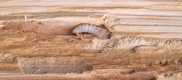 Une larve capricorne des maisons qui grignote du bois