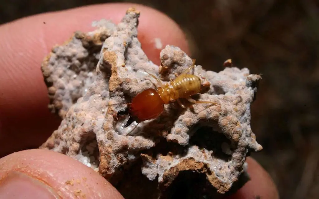 Une photo de termite