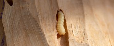 Zoom sur un insecte en train de se nourrir du bois