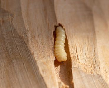 Zoom sur un insecte en train de se nourrir du bois