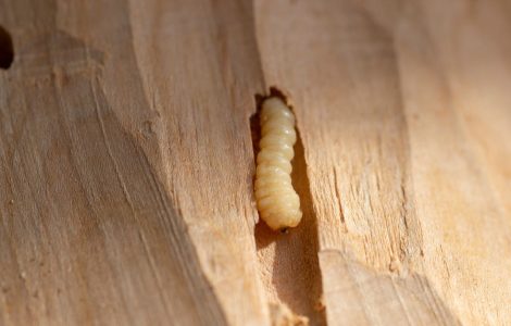 Zoom sur un insecte en train de se nourrir du bois