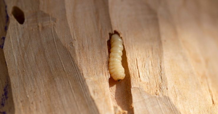 Zoom sur un insecte en train de se nourrir du bois
