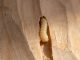 Zoom sur un insecte en train de se nourrir du bois