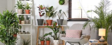 Décoration intérieure d'une pièce avec plusieurs plantes d'intérieur