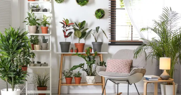 Décoration intérieure d'une pièce avec plusieurs plantes d'intérieur