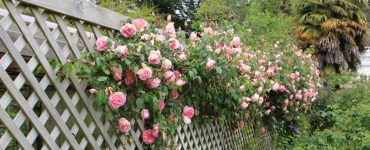 Des roses grimpantes poussant sur un clôture en bois dans le jardin