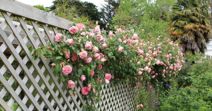 Des roses grimpantes poussant sur un clôture en bois dans le jardin