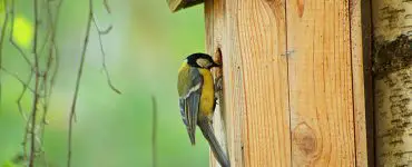 Un petit oiseau jaune sur l'entrée d'un nichoir à oiseaux en bois