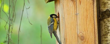 Un petit oiseau jaune sur l'entrée d'un nichoir à oiseaux en bois