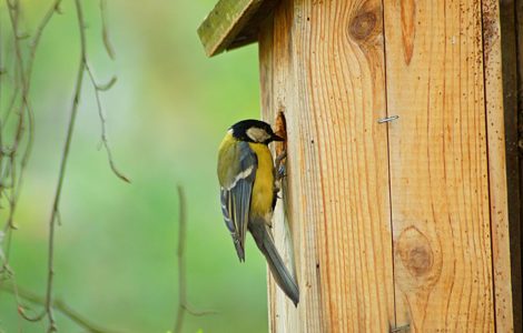 Un petit oiseau jaune sur l'entrée d'un nichoir à oiseaux en bois