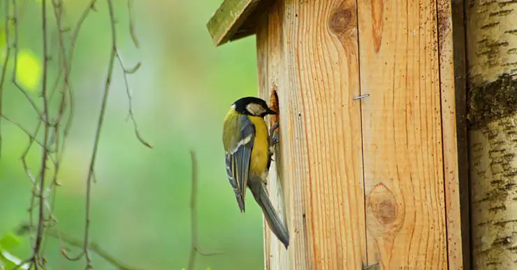 Un petit oiseau jaune sur l'entrée d'un nichoir à oiseaux en bois