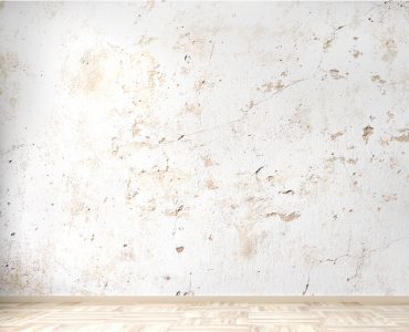 Une plante placée dans uen pièce vide avec des murs plein de trous et fissures