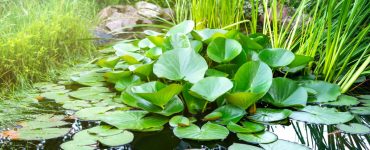 Des plantes aquatiques dans l'eau