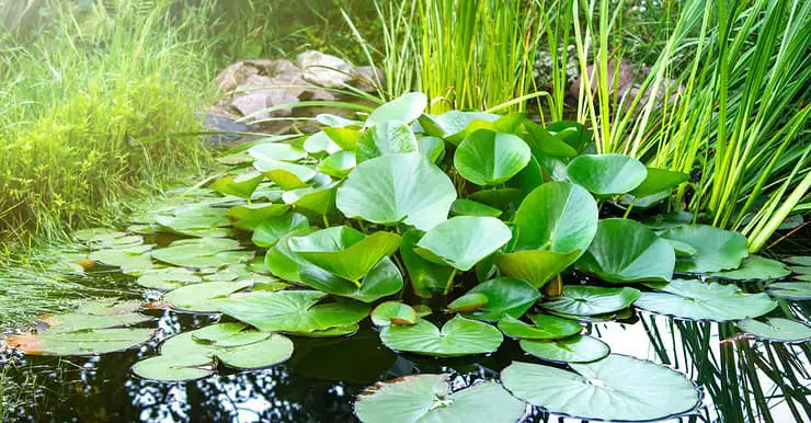 Des plantes aquatiques dans l'eau