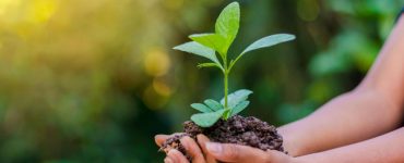 Focus sur les mains d'une femme tenant une jeune pousse d'arbre dans de la terre