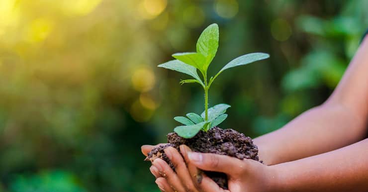 Focus sur les mains d'une femme tenant une jeune pousse d'arbre dans de la terre