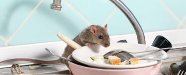 Une souris attirée par les restes de nourriture sur les assiettes placées dans l’évier