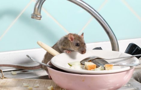 Une souris attirée par les restes de nourriture sur les assiettes placées dans l’évier