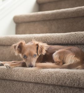 Un chien marron sur un escalier recouvert de moquette