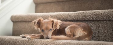 Un chien marron sur un escalier recouvert de moquette