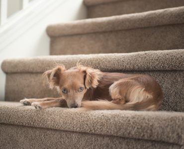 Un chien marron sur un escalier recouvert de moquette