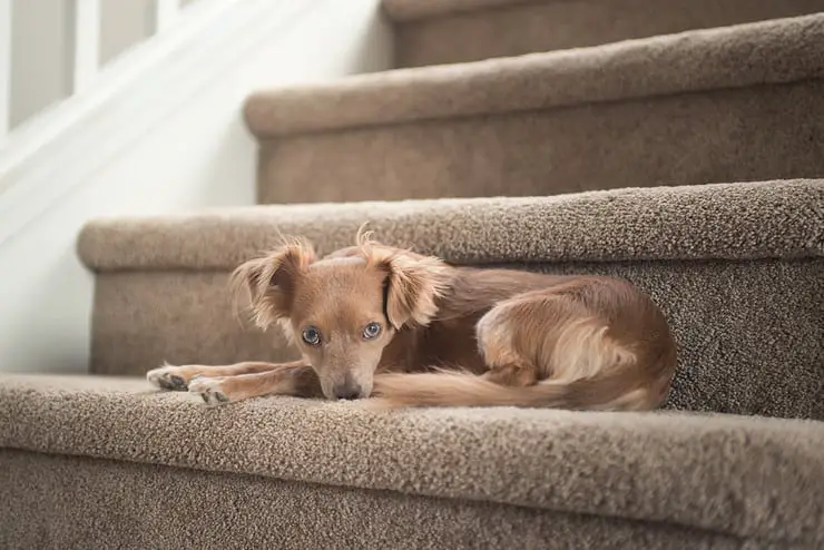 Un chien marron sur un escalier recouvert de moquette