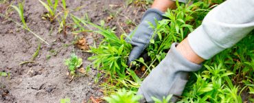 Gros plan sur les mains d'une personne en train d'enlever les mauvaises herbes