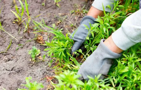 Gros plan sur les mains d'une personne en train d'enlever les mauvaises herbes